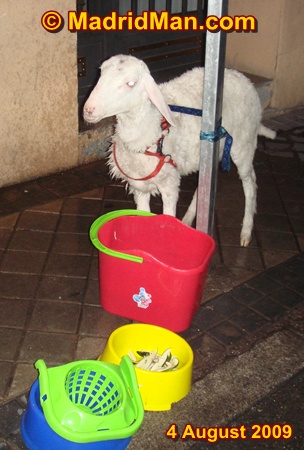 madrid-neighborhood-lamb.jpg