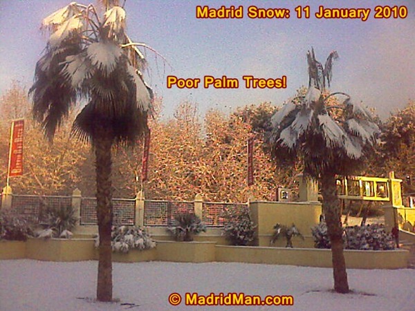 madrid-snow-palms-11-january-2010.jpg